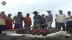 Jenazah nenek itu ditemukan seorang warga yang hendak mengambil ranting kayu terbawa banjir dan tanpa sengaja melihatnya  tersangkut kayu.