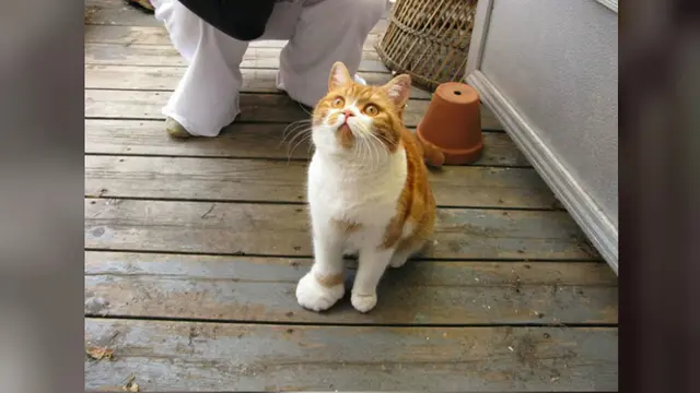 Potret 5 Kucing yang Jadi Korban Sengatan Lebah Ini Bikin Syok