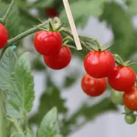 Tomat Ceri (Photo by Etienne-F59 on Pixabay)