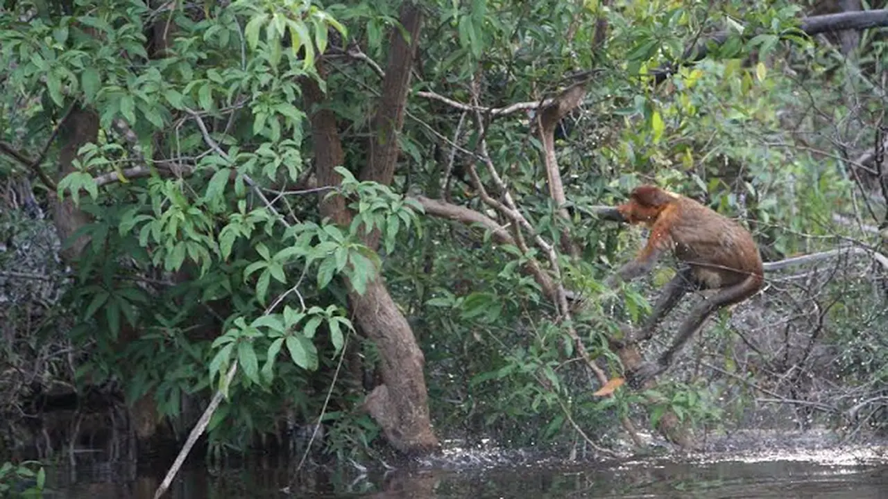 Ilustrasi desa. (WWF Indonesia)