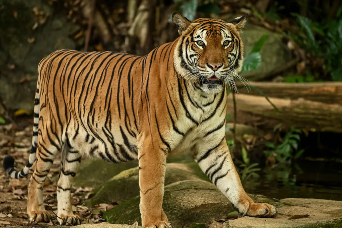Mimpi harimau