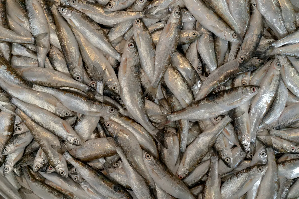 Ilustrasi Ikan