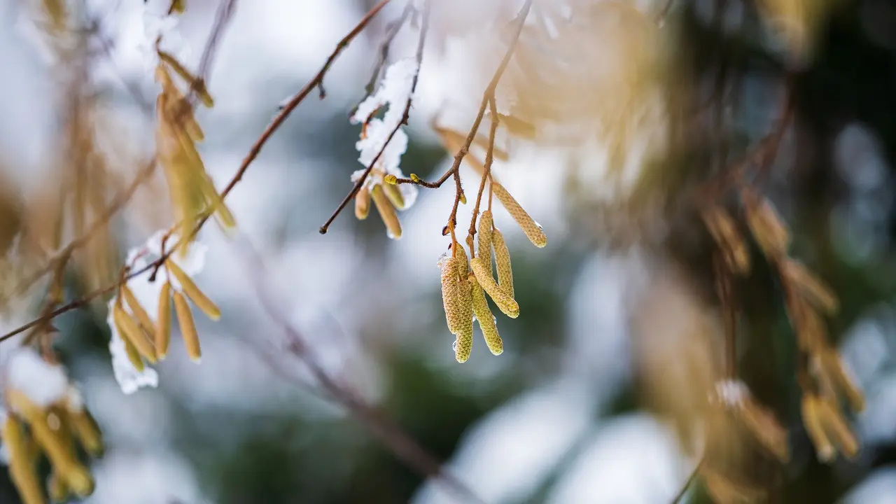 Bunga catkin