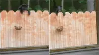 Seekor beruang hitam dipergoki pasangan pemilik rumah ketika mampir di halaman belakang hanya untuk meraup sejumlah kacang tanah. (Sumber cuplikan video Heather Sperling via Facebook)