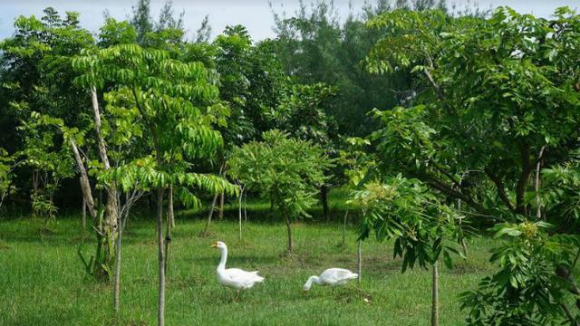 5 Wisata Hutan Di Surabaya Yang Sejuk Dan Memanjakan Mata Surabaya Liputan6 Com