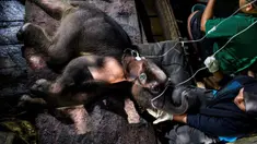 Seekor bayi gajah Sumatera mendapat perawatan medis di Pusat Konservasi Gajah Saree, Aceh Besar, Aceh, Senin (15/2/2021). BKSDA Aceh menyatakan gajah yang dievakuasi setelah terjebak dalam kubangan lumpur di Kecamatan Tiro, Kabupaten Pidie, masih dalam perawatan tim medis. (CHAIDEER MAHYUDDIN/AFP)