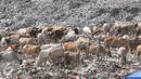 Puluhan ekor sapi saat berada di di TPA Piyungan, Yogyakarta, Sabtu (11/6). Sapi di TPA tersebut tidak layak di konsumsi karena memiliki kandungan logam yang tinggi. (Liputan6.com/Boy Harjanto)