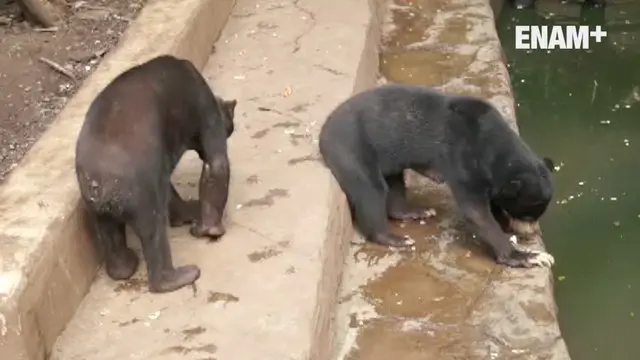 Video dari LSM asing soal beruang yang tidak terawat di kebun binatang Bandung, mendapatkan tanggapan dari Ridwan Kamil