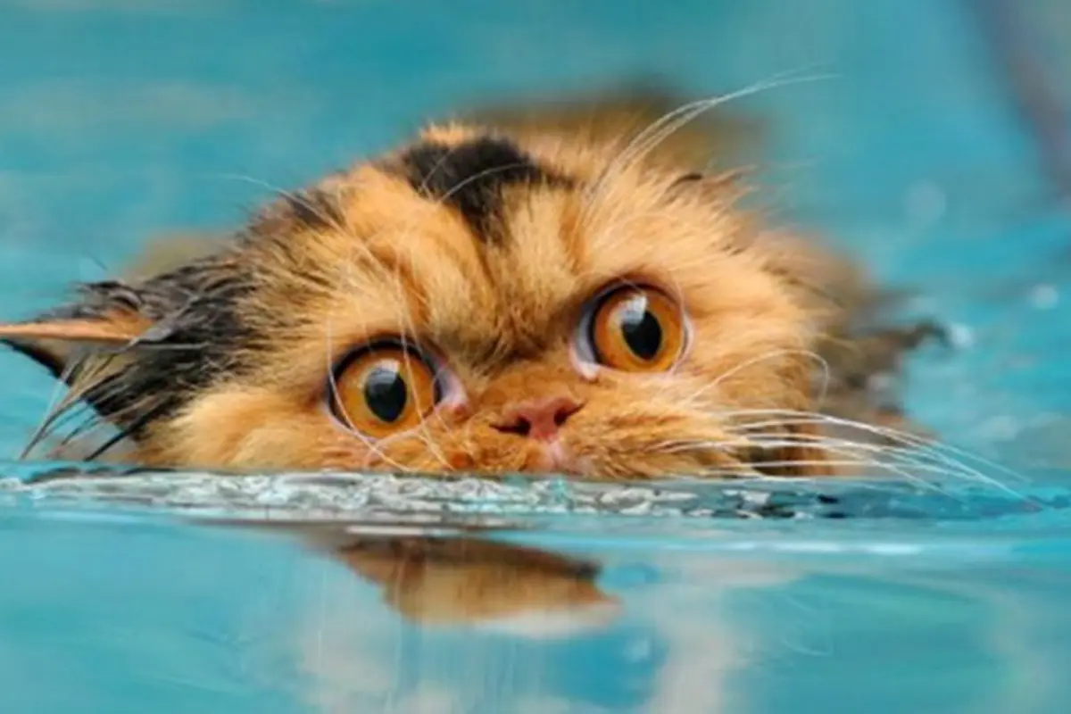 10 Aksi Kucing Berjuang Melawan Air