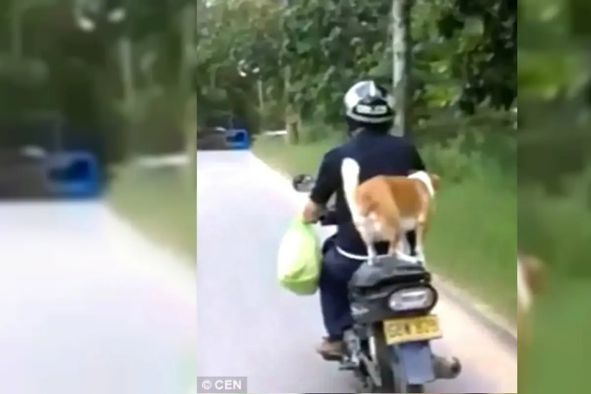 Anjing yang anteng membonceng motor. (CEN)