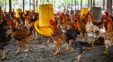 FOTO: Malaysia Hentikan Ekspor 3,6 Juta Ayam Sebulan Mulai 1 Juni