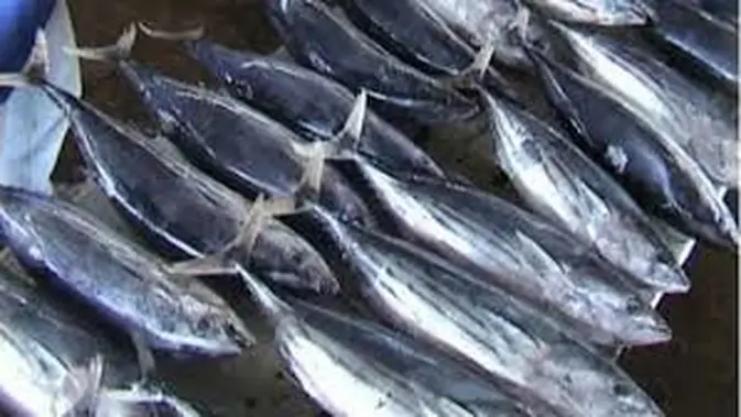 Ikan Lemuru: Penantang Salmon yang Kaya Manfaat untuk Kesehatan