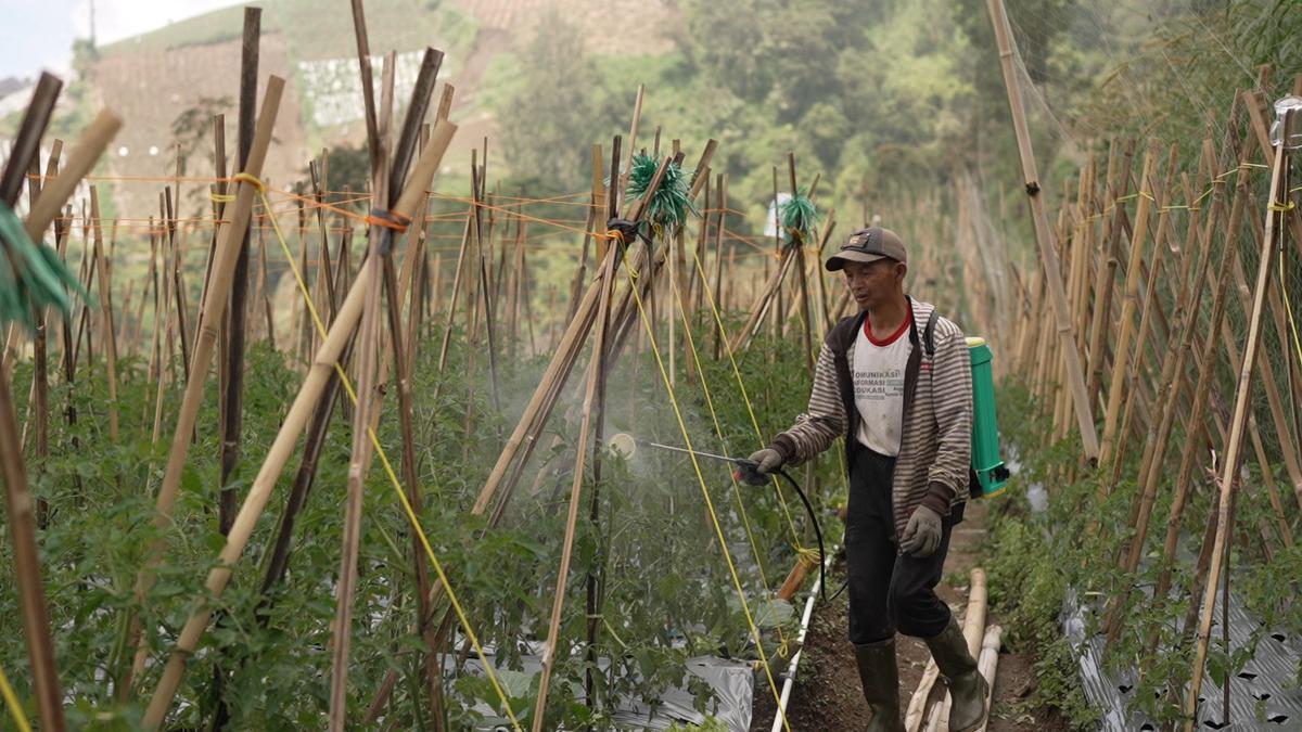 Petani Bersyukur Program MBG Dongkrak Pendapatan 60 Persen, Siap Pasok Sayuran saat Kemarau