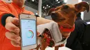 Seekor anjing memakai perangkat komunikasi yang disebut "Internet of Animals" yang dikembangkan oleh Japanese electronics venture Anicall di Wearable Expo, Tokyo, Jepang, Rabu (18/1). (AP Photo/Eugene Hoshiko)