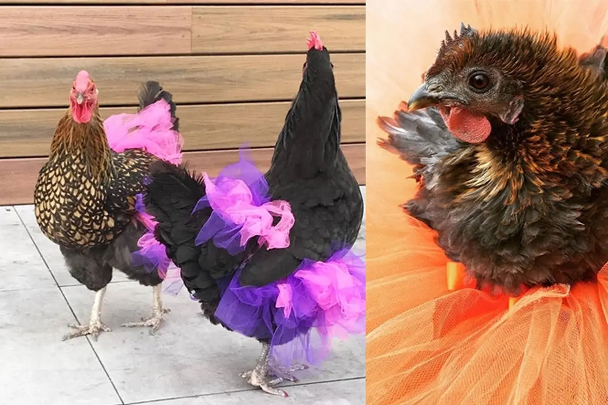 Pria Ini Buat Rok untuk Ayam, Alasannya Bikin Geleng Kepala