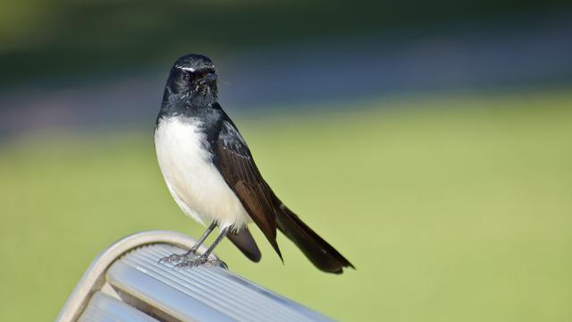 Ilustrasi burung walet