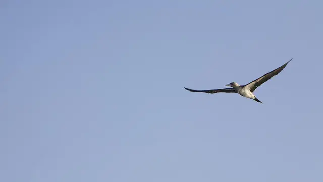 Burung Penciduk Galápagos