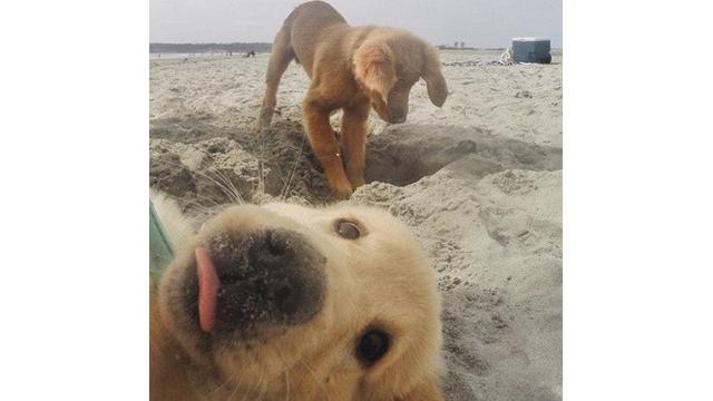 Potret 7 Hewan Selfie Ini Menggemaskan, Narsisnya Kebangetan