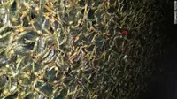 Hewan Ini Punya Umur Terpendek di Dunia, Tidak Sampai 24 Jam