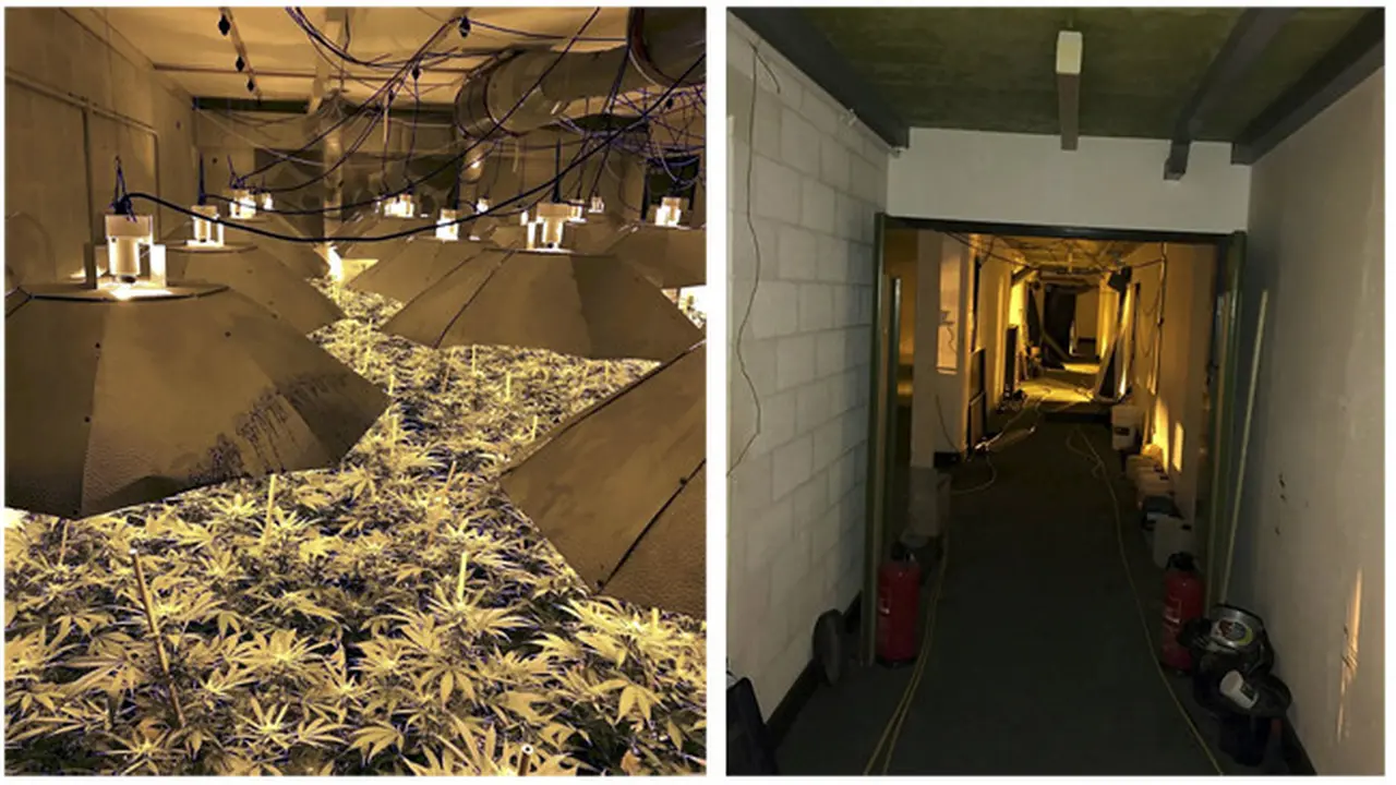 Mengejutkan, Ladang Ganja Ditemukan dalam Bunker Nuklir