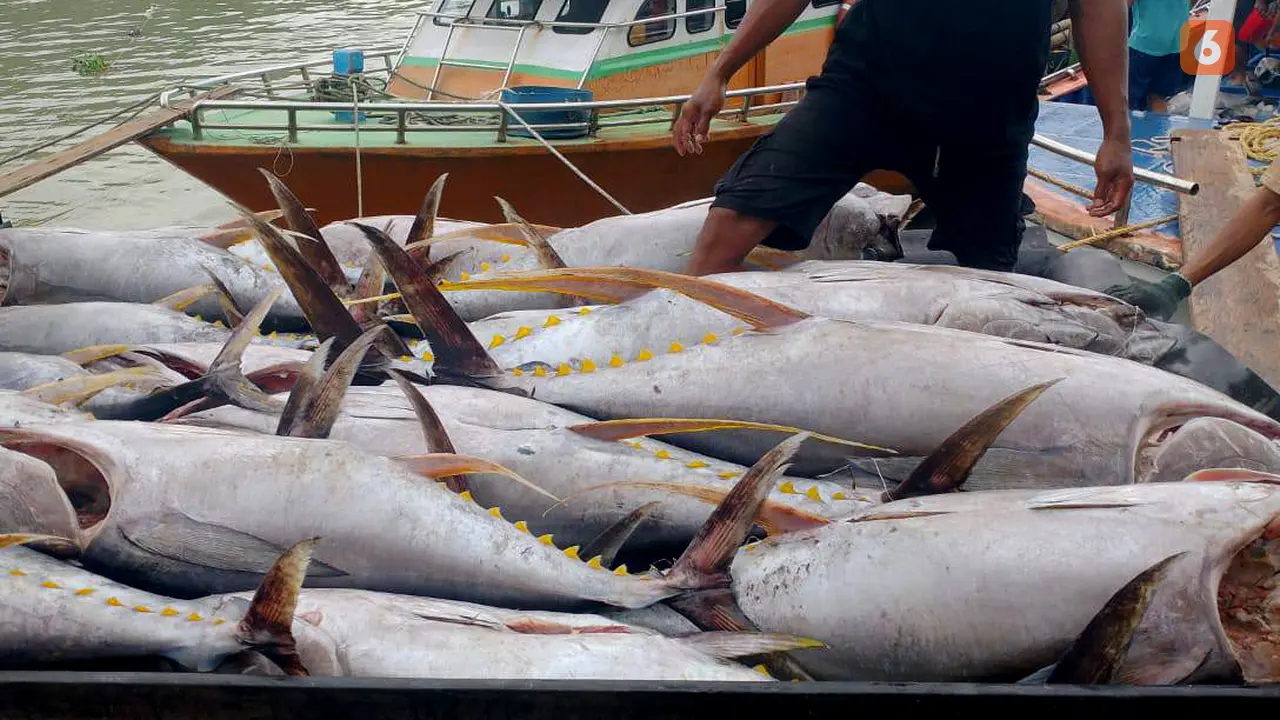 Ikan Tuna Gorontalo