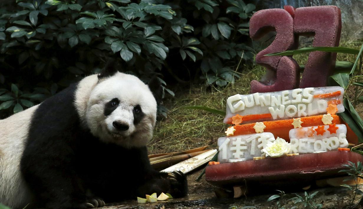 Panda raksasa Jia Jia terlihat di samping kue ulang tahunnya yang terbuat dari es dan sayuran di Hong Kong Ocean Park, China, Selasa, (28/7/2015). Jia masuk  Guinness World Records untuk kategori Panda tertua yang hidup dipenangkaran. (REUTERS/Bobby Yip)
