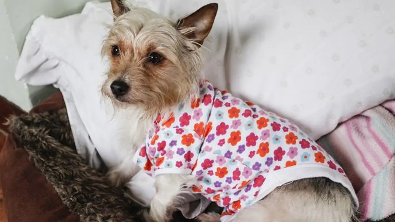 Langka! Anjing Ini Malah Alergi Sama Majikannya