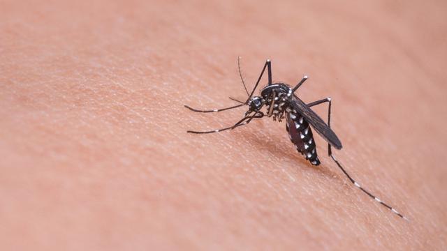 5 Penyebab Kamu Sering Digigit Nyamuk
