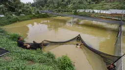 Arwana Asia, terutama jenis super red dan golden arowana, menjadi yang paling diminati. Selain karena warnanya yang mencolok, jenis ini dipercaya membawa keberuntungan, kemakmuran, dan status sosial bagi pemiliknya. Tampak dalam foto, peternak memasang jaring pada kolam besar di Farm Royal Red Arowana yang terletak di kawasan Jasinga, Bogor, Jawa Barat, Sabtu (15/11/2025). (merdeka.com/Arie Basuki)
