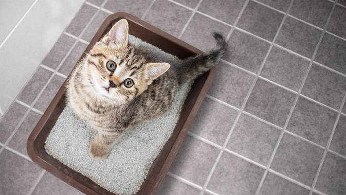 Ilustrasi Kucing/Shutterstock