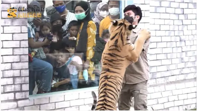 7 Potret Alshad Ahmad Masuk Kandang Harimau Siberia, Penuh Luka Cakar dan Gigitan