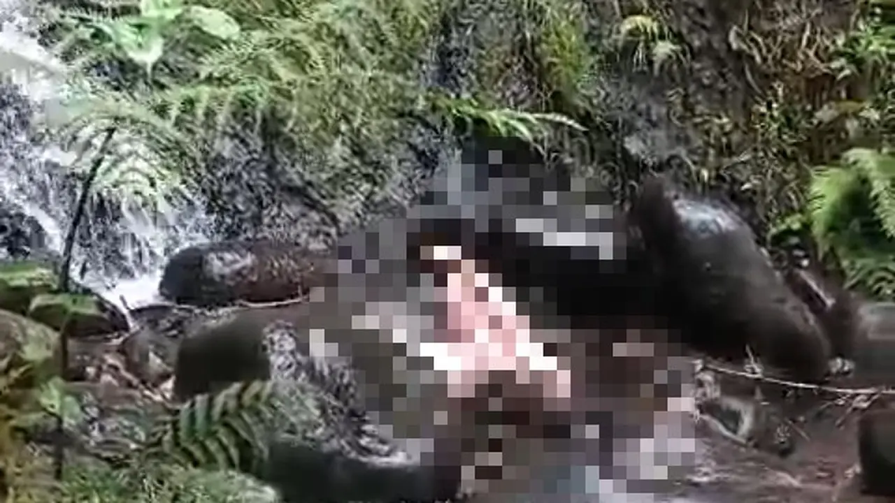 Mayat seorang wanita tanpa busana tergeletak di  sungai Glondok Banyuwangi (Istimewa)