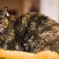 Flossie Kucing Tertua yang Masih Hidup (Sky News)