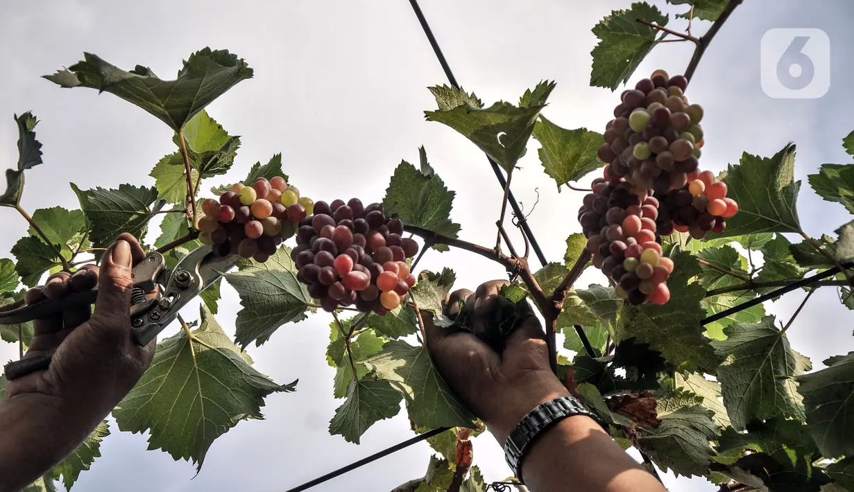 Anggota Komunitas Anggur Jakarta, Tarto Blendhot (48), merawat kebun anggur di Vezo Grapes Farm, Cilincing, Jakarta Utara, Selasa (7/9/2021). Sejak Agustus 2020, sedikitnya Tarto telah membudidayakan sekitar 60 varian bibit anggur yang berasal dari luar negeri. (merdeka.com/Iqbal S. Nugroho)