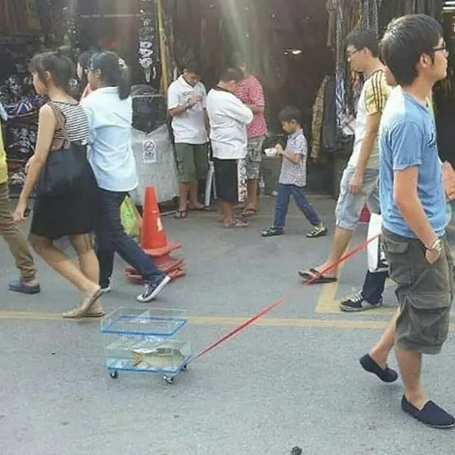 6 Aksi Kocak Orang Pamer Hewan Peliharaannya Ini Bikin Tepuk Jidat