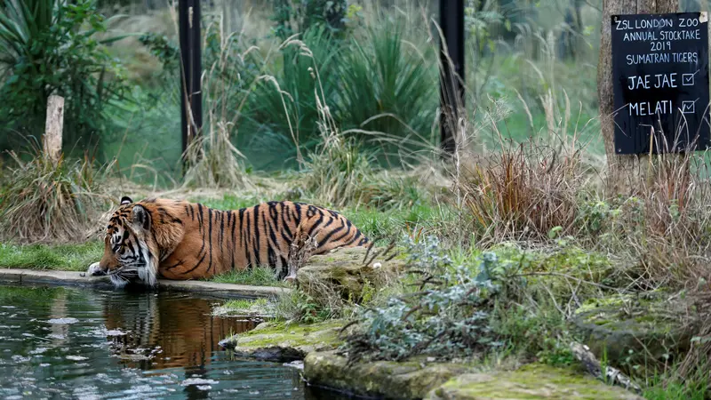 Harimau Sumatera