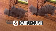 Satu kucing berusaha kabur dari kandang namun karena badannya agak gemuk kucing itu kesulitan untuk keluar.
