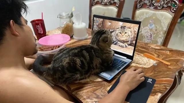 kucing rebut suami