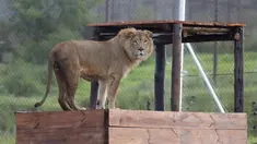 Simba, singa berusia 4 tahun ini berhasil diselamatkan oleh kelompok hak asasi manusia Four Paws dari Suriah dan dilepaskan ke kandang di Lionsrock Lodge and Big Cat Sanctuary di Bethlehem, Afrika Selatan, Senin (26/2). (AP Photo/Themba Hadebe)