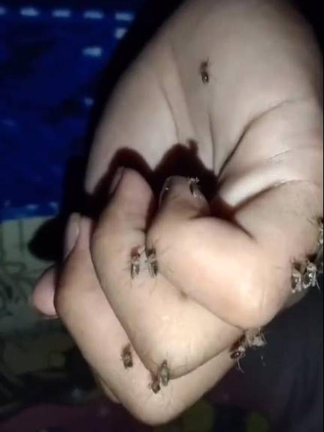 Viral, Video Orang Digigit Puluhan Nyamuk saat Tidur Ini Disebut Donor Darah