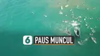 Sedang asyik berselancar, wisatawan ini bertemu dengan dua paus yang sedang berenang di atas permukaan laut.