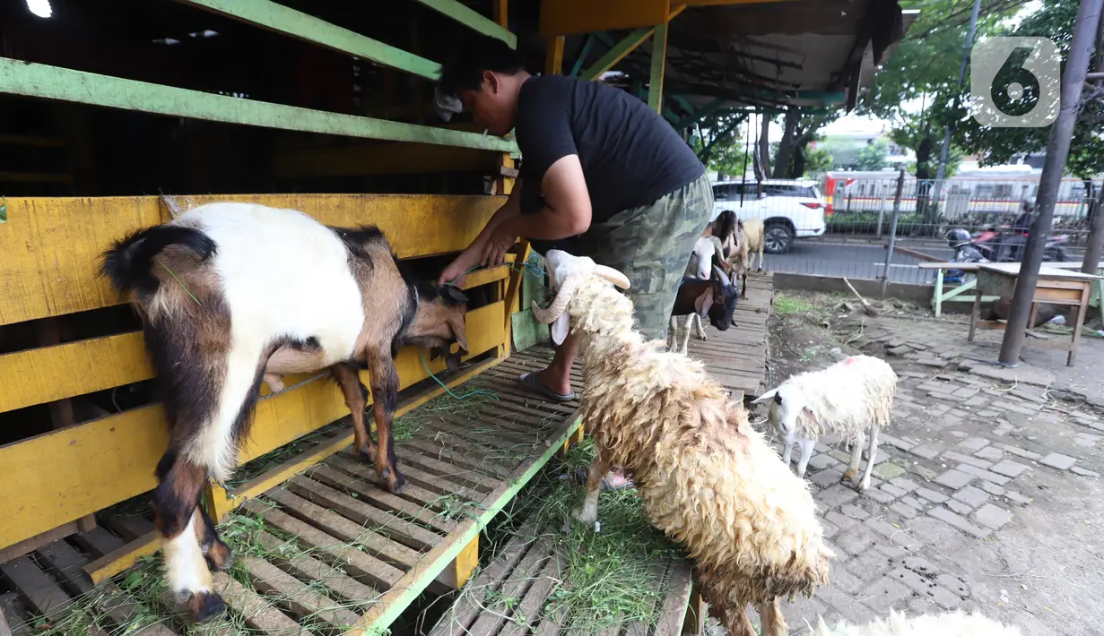 Pedagang merawat kambing di kios hewan ternak kawasan Buaran, Jakarta Timur, Jumat, (10/6/2022). Wabah Penyakit Mulut dan Kuku (PMK) hewan menyebabkan tutupnya sejumlah pasar hewan sehingga pedagang sulit mendapatkan kambing di pasar. (Liputan6.com/Johan Tallo)