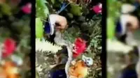 Piton Pemakan Kambing Bikin Heboh Warga Mamuju