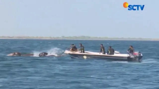 Angkatan laut dan aktivis pecinta binatang Srilanka, mengevakuasi gajah ke daratan sambil menggunakan tali tambang.