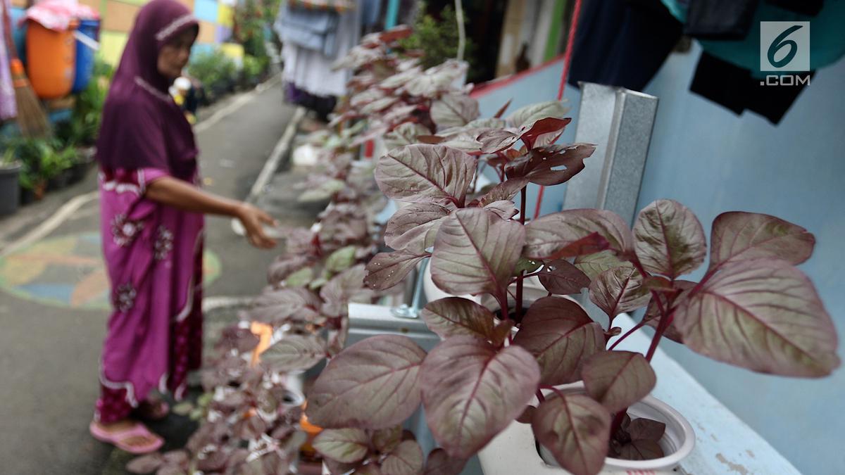 10 Jenis Sayuran Hias yang Bisa Dimakan dan Mudah Dirawat di Teras