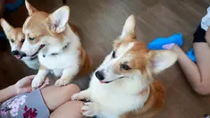 Anjing ras Corgis bermain dengan pelanggan di kafe anjing bernama Corgi In The Garden di Bangkok, Thailand. Di cafe Corgi in The Garden, pengunjung akan menemukan 12 ekor anjing ras Corgi yang lucu, menjadi ciri khas kafe ini. (REUTERS/Soe Zeya Tun)