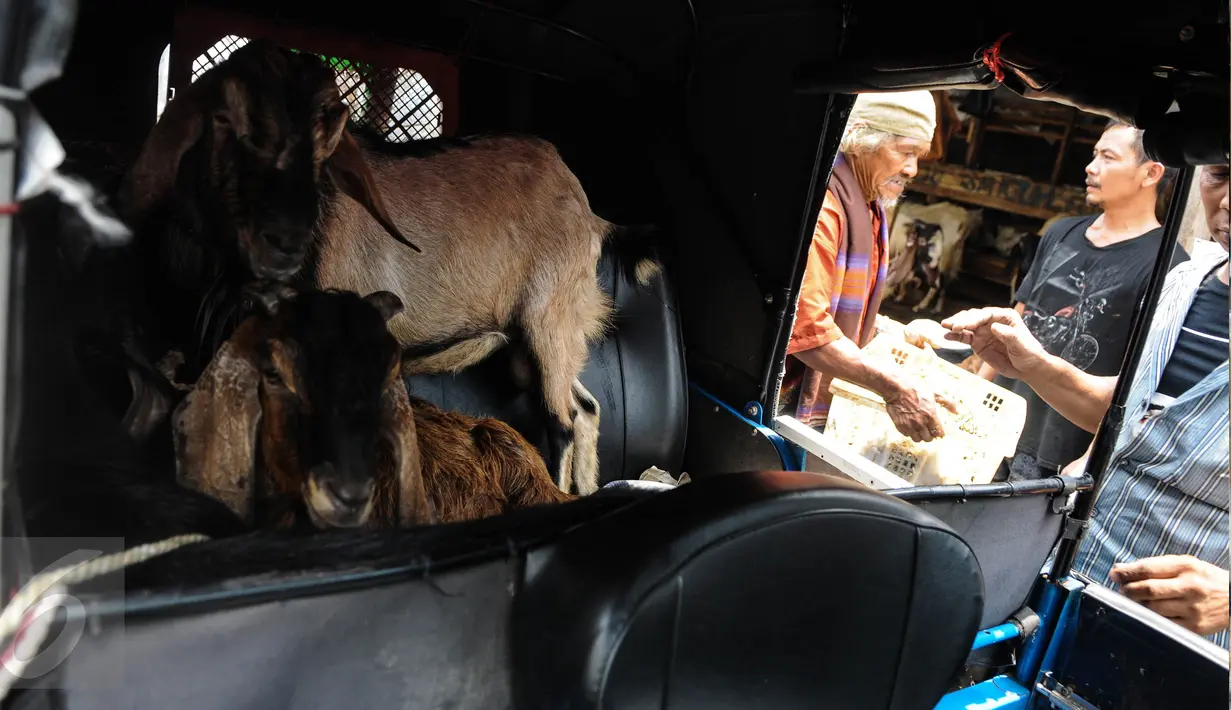 Dua ekor kambing dibawa dengan menggunakan bajaj di Pasar Kambing Tanah Abang, Jakarta, Minggu (11/9). Satu hari jelang Idul Adha 1437 H, pedagang di pasar itu bisa menjual 70-90 ekor per hari dari harga Rp 2 juta-5 juta. (Liputan6.com/Faizal Fanani)