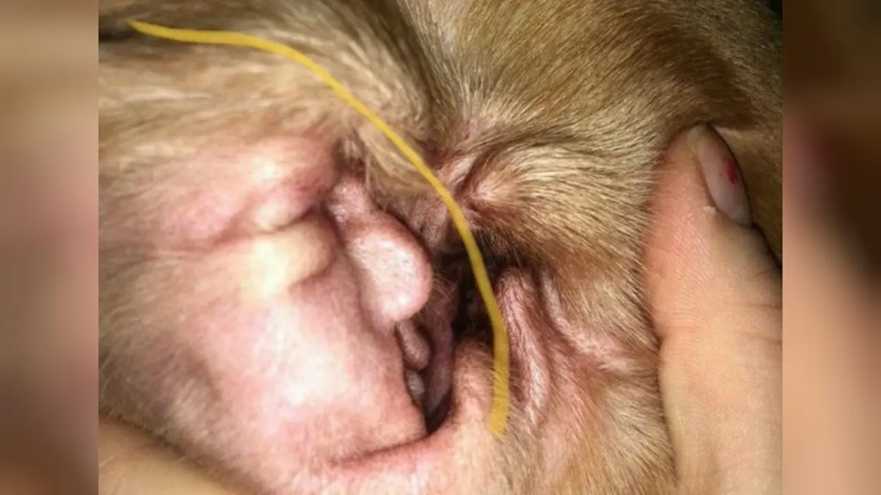 Guratan telinga anjing asal Inggris seketika viral karena bentuknya yang menyerupai wajah Presiden Amerika Serikat, Donald Trump (Twitter/@FacesPics)
