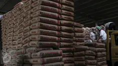 Pekerja tengah meletakkan karung semen di Jakarta, Rabu (27/1).Penjualan semen sepanjang 2015 mencapai 61,00 ton, naik 1,8% dibanding tahun sebelumnya 59,90 juta ton. (Liputan6.com/Angga Yuniar)