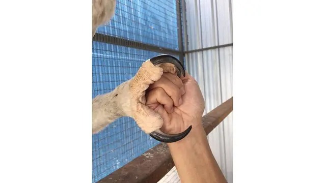 Elang Harpy, Burung Elang Terbesar dan Terkuat di Dunia yang Melegenda
